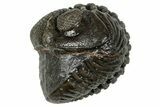 Wide, Enrolled Pedinopariops Trilobite - Excellent Eyes #347751-1